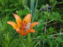 北海道らしさが味わえる以久科原生花園（北海道）