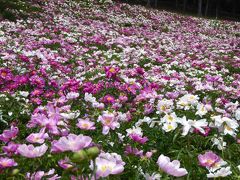 夏空・花の丘5days北海道(3） ファーム富田のお花畑☆ファームレストランあぜ道より道の採れたて野菜ランチ【富良野編】