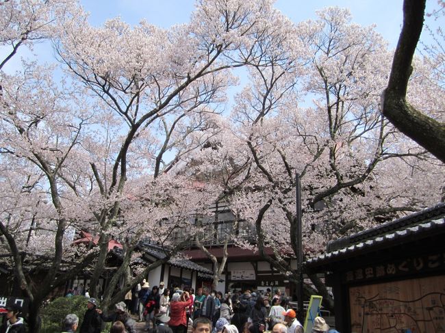 クラブツーリズムの「天下第一の高遠コヒガン桜と山高神代桜」の2泊3日で行ってきました。<br />ツアーで桜を見るのは実に日程が難しい。<br />ここ数年の開花状況をにらんで、とりあえずの予想で決めました。<br />高遠は早めに開花して、これでは葉桜になると思案していましたが、その後気温が下がりなんとか花もちして無事に花を見る事ができました。<br /><br />4月15日(水) <br /><br />京王プラザホテル 練馬IC 三芳SA 車内弁当 東部湯丸SA<br /> 10:20 11:20 11:40 13:20<br /><br />あんずの里 湯田中温泉 あぶらや燈千<br />14:06 14:45 16:00<br /> <br />16日(木)<br />ホテル 休憩 高遠城址公園 昼食ビストロ・ボンコパン<br />9:00 10:35 11:40 13:10 14:00 15:15<br /><br />光前寺 早太郎温泉 二人静 夕食 光前寺夜桜<br />15:20 16:00 19:00 20:30 20:50<br /><br />17日(金)<br />ホテル 実相寺(神代桜) 昼食素透撫 清春芸術村<br />9:00 10:30 11:00 11:30 14:00<br /><br />石川SA 新宿 <br /> 15:50 16:30 <br /><br />