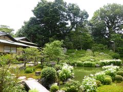 半夏生　＠両足院　建仁寺