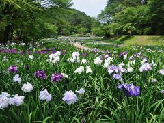 今年の父の日は　新発田・聖籠温泉！初日は「しばたあやめまつり」