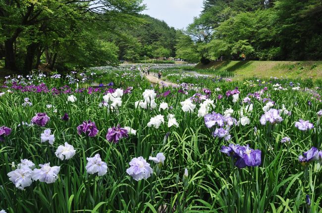 今年８４歳の父(義父)はミステリーツアーにも関心がなくなり、温泉に連れて行くことにしました。<br /><br />少し窮屈ですが、いつものように妹夫婦と５人連れ。<br /><br />あまり近くもなく、遠くでもない新潟に決め、ゆこゆこで調べ新鮮？な「聖籠温泉」に決定。<br /><br />よくよく見ると日帰り温泉の宿泊棟らしい、マァいいか！<br /><br />新発田はアヤメが有名らしいし、今が時期だし寄っていきますか。<br /><br /><br /><br />