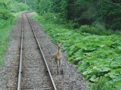 熊やエゾシカが現れる釧路ローカル線の旅（北海道）