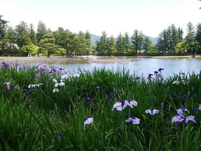 昨年の山形旅行同様、今年もJR東日本「大人の休日倶楽部パス」を使って、２泊３日でパパさんと東北を旅して来ました。<br /><br />6月27日　東京15:20発（はやぶさ25号）～仙台16:52着　仙台リッチホテル国分町泊<br /><br />6月28日　仙台～松島海岸観光～一関　かんぽの宿一関泊<br /><br />6月29日　かんぽの宿一関～厳美渓～達谷窟（たっこくのいわや）～毛越寺<br />　　　　　～中尊寺<br /><br />天気予報では、傘マークでしたが、28日曇り・29日晴れとお天気に恵まれました。<br />平泉の世界遺産はとてもすばらしかったです♪♪<br />　