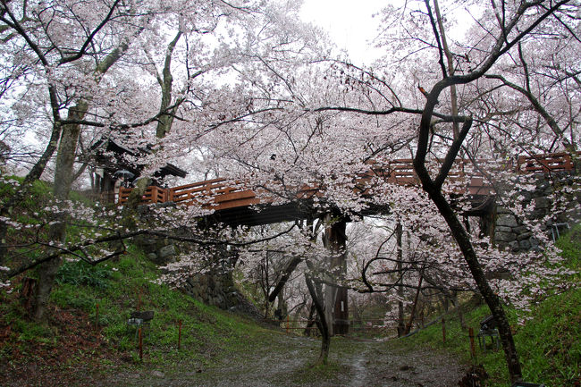12th - 13th Apr 2015<br />平野部から少し遅れ4月中旬に見ごろを迎える信州の桜。<br />中でも国宝・松本城と、高遠城の桜を見に行って参りました。<br /><br />後編　高遠編