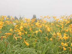 白山高山植物園　（今なら白山に登らずとも白山の高山植物が見れる）