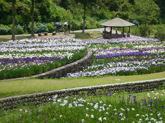 花菖蒲を愛でる　播州山崎花菖蒲園