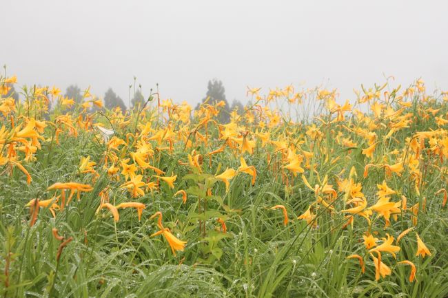 白山に登らずとも、白山の高山植物を見ることができる。<br />白山高山植物園の年に一度のオープンガーデン<br /><br />http://hakusanmab.org<br /><br />白山高山植物研究会というＮＰＯ法人が、白山の植物を絶滅から救うために高山植物を主とした白山の自生植物の保護に取り組んでいるのだそうです。<br /><br />その公園を6月13日から7月13日の１か月間だけ公開しています。（火曜・木曜休園）入園には協力費200円が必要です。<br /><br />友達から白山植物園に行かないと誘われて、インターネットで検索すると、以外にも福井県からも近いのです。そんなところがあることも知りませんでしたが、6月28日の日曜日に行ってきました。<br />雨で白山を見ることはできず残念でしたが、白山に登らずして、高山植物のお花畑に会うことができ感激しました。<br />お花たちも雨に濡れて美しい姿を見せてくれました。<br /><br />早くアップしてと思っていましたが、もう残り会期時間は1週間となってしまいましたので、取り急ぎ写真だけアップします。<br />