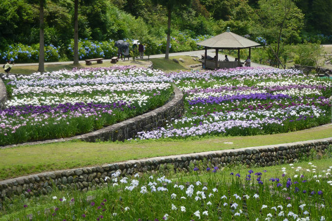 牛窓の帰りに播州山崎花菖蒲園を訪ねました。<br />花の手入れが行き届いており見ごたえがありました。<br /><br />花菖蒲は100万本あり2015年は6月1日から30日まで公開でした。<br />4月から5月は水仙、シャクナゲ、躑躅が公開されています。<br /><br />播州山崎花菖蒲園　　宍粟市山崎町高所６２１<br />?０７９０―６２―７７２７<br /><br />中国道山崎インターから車で5分の便利なところにあります。