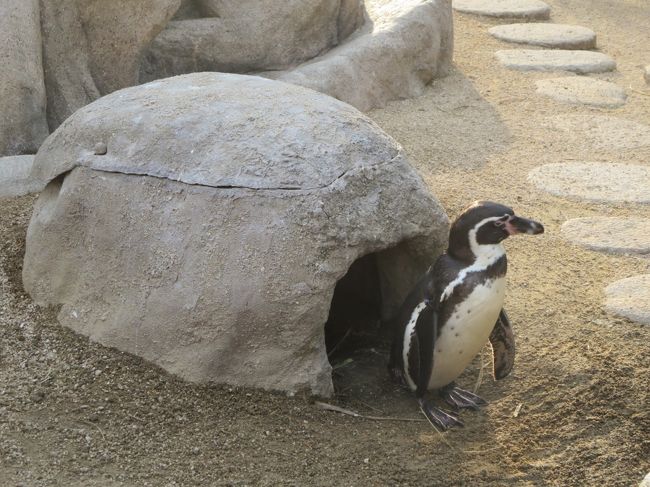 2歳児と初の2人旅をしました。2泊3日の旅行で下関の水族館へいきましたが、11月でもとても寒かったです。<br />さすが、下関！！フグばかりの展示におどろきました。<br />ペンギンの展示も充実していてとても楽しかったです。<br /><br />クジラの骨格標本をしっかり見てこなかったのが悔やまれます。<br /><br /><br />関連ブログ<br />２歳児と初２人旅　下関〜門司2泊3日　下関編<br />http://4travel.jp/travelogue/11003146<br /><br />2歳児と初2人旅　下関〜門司2泊3日　門司編<br />http://4travel.jp/travelogue/11003473