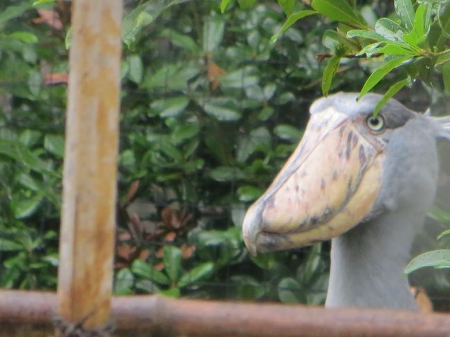 梅雨の街歩き　上野公園の中にある西洋美術館と動物園