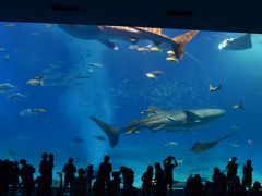 沖縄家族旅行　その１　～美ら海水族館・沖縄料理～