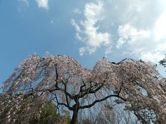 2015早咲き桜だより◆『Brochette（ブロシェット）』でランチ～京都御苑『出水の枝垂れ桜』