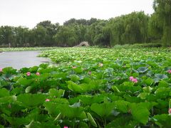 雨のち晴れの北京05★圓明園前半～蓮の花見で有名らしい圓明園～