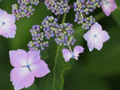 紫陽花の鎌倉　ドラマロケ地と人気店巡り