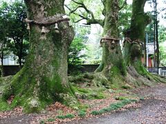 樹齢７５０年の楠の木と轟神社で出逢う