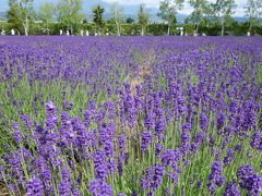 北海道ラベンダーと登山旅行①富良野