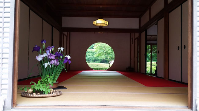 観光客で賑わう６月の鎌倉に初めて足を踏み入れました！<br />長谷寺は人が多くて２時間待ち！Σ(×_×;)!！潔いわたしたちはすぐに断念して明月院へ！！人は多かったけれど敷地も広いからノンストレスで楽しめました(*^^*)紫陽花に癒されて素敵な休日に♪