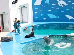 ><(((・>アシカさん と イルカさんとのコラボレーションはハラハラドキドキでした＝④　<・)))><”祝” 仙台うみの杜水族館 ><(((・>　宮城野区　仙台市