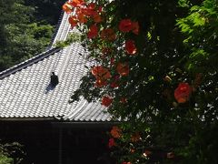 のうぜんかずらと紫陽花：妙本寺、八雲神社はお祭り、蓮：光明寺。本覚寺は工事中蓮見当たらず