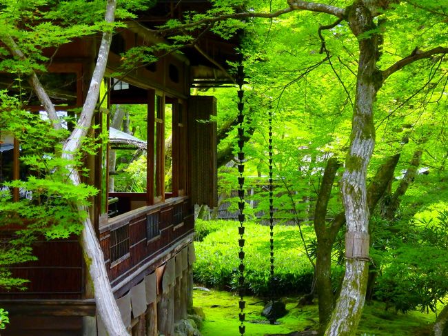 祇園祭の山鉾巡行まで1週間足らず、まだ梅雨明け宣言は出されていませんがすでに夏本番を迎えた風情の京都。<br />紅葉の名所として知られる宝厳院の緑あふれる庭を眺めてきました。