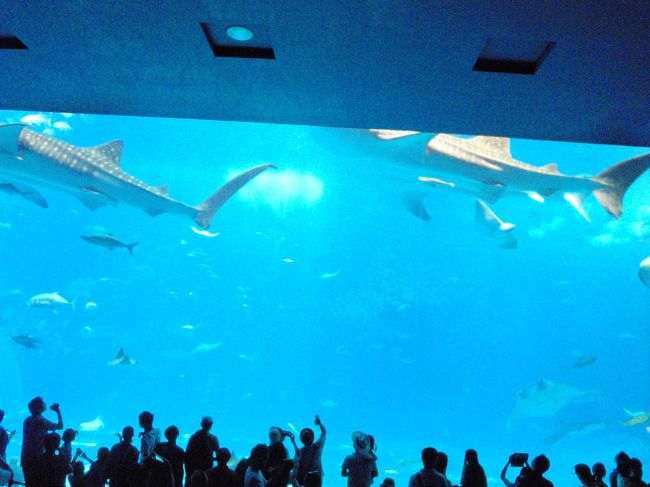 ２泊３日で沖縄に行って来ました。<br />目的は美ら海水族館のジンベイザメを見る事です。<br />興奮しました。同じ地球にこんな大きな生物がいるなんて！！<br />帰りに古宇利大橋を渡ってきました。<br />こちらも感激でした。