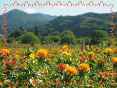 紅花って、紅くないんだ～！と驚いた連れ合いの言葉に驚きました・・・　★第３０回　山形紅花まつり★