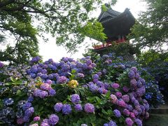 ふらっと出かけた埼玉妻沼で、あじさい寺と聖天山を知りました。