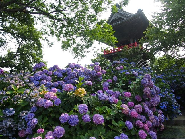 天気が良かったので、家にいるのももったいないな〜っと<br />ふらっ〜と埼玉へ向かってみました。<br /><br />思い立ったのが午後で遠出するような時間じゃないのだけど、<br />秩父方面へ車を走らせてたら…<br />途中、妻沼辺りで「あじさい寺」はこっちの立て看板が目に付き<br />その案内板の通りに行くと「能護寺」という所に着き、そこで紫陽花を楽しみました。<br /><br />見た後どうしようかな〜？と、近くに見どころあるか？聞いたら<br />「妻沼聖天山（めぬましょうでんざん）」という所が良いよ！と教えて頂いたので、行ってみました。