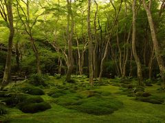 奥嵯峨野の祇王寺 緑一色の苔庭