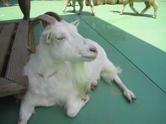 平塚の動物園でヤギとふれあい。