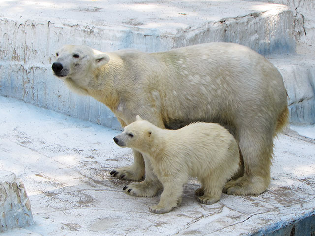 四国動物園巡礼？の旅《７》 天王寺動物園&#10084;シロクマモモちゃん