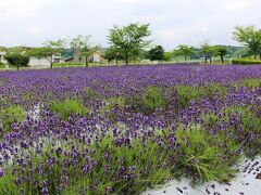 まきばの館でラベンダー畑を観た後はソフトクリームとジェラートを頂きました。