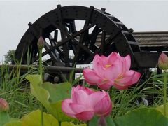 霞ヶ浦総合公園 梅雨の水辺 迫力の花蓮は種類いっぱいで美しかった～