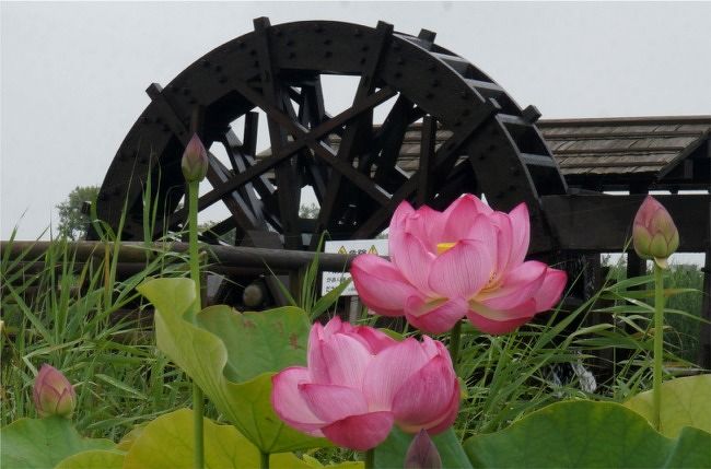 霞ヶ浦総合公園 梅雨の水辺 迫力の花蓮は種類いっぱいで美しかった 土浦 茨城県 の旅行記 ブログ By まりも母さん フォートラベル