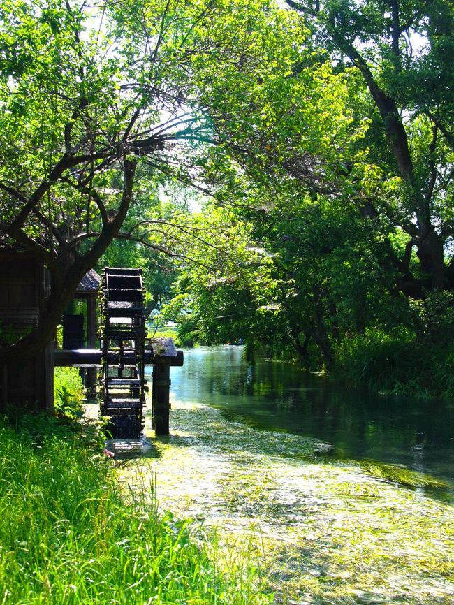 勝浦に続き、今回も1泊2日の土日旅。<br />レンタカーを借りて、安曇野〜白馬まで楽しんできました。<br />---<br /><br />さて今回も気になるのはまずお天気。梅雨真っ最中だし…(;´Д`)。<br />メインは八方尾根のトレッキングなのですが、山の天気は変わりやすいし、こりゃ行ってみないとなんともいえないなぁ…なんて思いながらも、1週間前から天気予報と台風のチェックがかかせない。<br /><br />そしたら・・なんとなんと土日は雨は降らない様子。(´；ω；`)ｳｯ 嬉しすぎるゥゥゥ〜<br />梅雨にも関わらず、お天気に恵まれたことに大感謝の旅となりました。