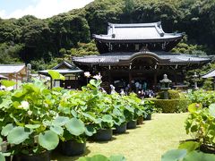 京都　宇治　三室戸寺の７月は蓮が見ごろ