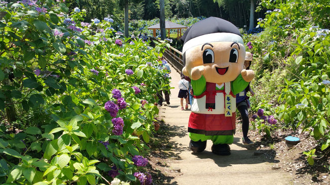 大田原市  芭蕉の里くろばね紫陽花祭→黒羽観光やな→黒羽ゆり園→道の駅那須与一の郷<br />紫陽花祭とゆり園が7/12までだったので、見に行ってきました。