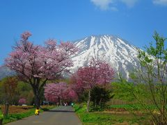 ２０１５：ＧＷたび・その2　北の大地まで追いかけて。やっぱり青空が似合うね！山と湧き水と桜と。夜はコンサートを堪能しちゃおう♪♪