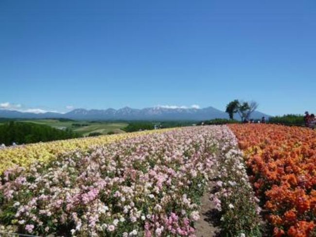 北海道旅行２日目。<br />美瑛、富良野編。<br />夏の北海道はやっぱり最高。<br />快晴の中、楽しみにしていたお花畑を堪能いたしました。