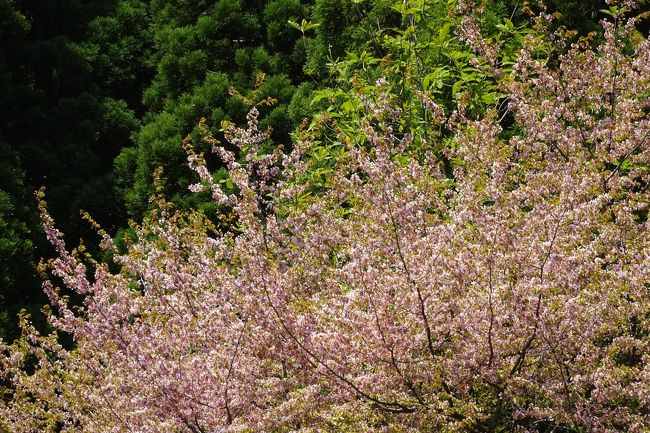 お友達に会いに角館に行ってきました。<br />残念ながら桜には少し遅かったのですが<br />新緑が美しく素晴らしい旅でした。<br /><br />宿泊は田沢湖芸術村・温泉ゆぽぽです。