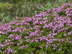 旭岳温泉滞在：　天候不順でも楽しめた、シーズン初めの花そして野鳥