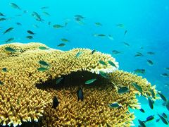 タオ島ナンユアンでリベンジdiving撮影 ?1・ サムイ島再訪