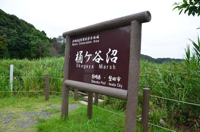 蓮華寺池公園でトンボを見てトンボが見たくなり、桶ヶ谷沼に来てみました。<br />結果から書きますと、トンボは余り見つけることができませんでした。<br /><br />★磐田市役所のHPです。<br />http://www.city.iwata.shizuoka.jp/<br /><br />★桶ケ谷沼ビジターセンターのHPです。<br />http://www.city.iwata.shizuoka.jp/okegaya-vc/index.htm