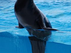 鶴岡7/7　加茂水族館　アシカショーを見学　☆オットセイの空中輪くぐりも