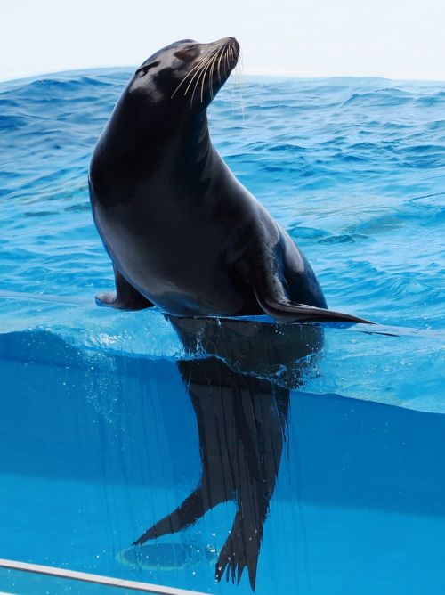 オウオウアシカ サンシャイン水族館-Sunshine Aquarium - よっと！片手倒立