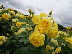 京成バラ園の薔薇