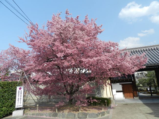 3月も下旬になると桜の開花のことが話題になります。<br />ソメイヨシノには早いものの、早咲きの桜なら京都のどこかで咲いているに違いない！<br />ということで、ガブちゃんを誘ってひと足早いお花見に行きました～♪<br /><br />京都御苑で「出水の枝垂れ桜」を堪能した後、川端通り沿いの出町柳バス停前に早咲きの「オカメ桜」というのが見頃を迎えているという情報を基に出町柳駅前に向かいました。<br />その後に行ったカフェタイムの様子も併せてご紹介しま～す！