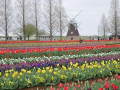 あけぼの山公園のチューリップ