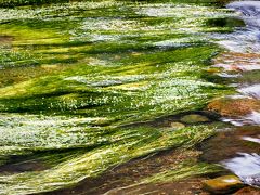 日本海と　水の流れに咲く　梅花藻